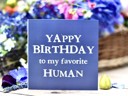 Yappy Birthday to my favourite human card dark blue
